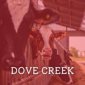 Dove Creek button